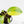 Homalomena Rubescens Aurea Variegated (wk29-D)