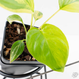 Homalomena Rubescens Aurea Variegated (wk29-D)