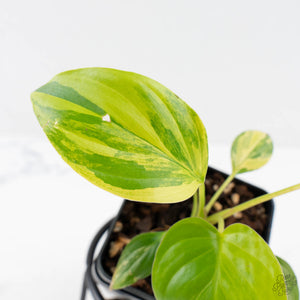 Homalomena Rubescens Aurea Variegated (wk29-D)
