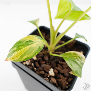 Homalomena Rubescens Aurea Variegated (wk29-D)