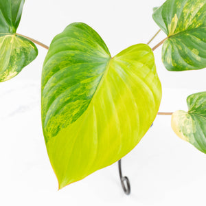 Homalomena Rubescens Aurea Variegated (wk30-P)
