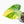 Homalomena Rubescens Aurea Variegated (wk30-P)