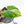 Homalomena Rubescens Aurea Variegated (wk30-P)
