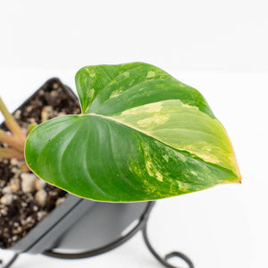 Homalomena Rubescens Aurea Variegated (wk30-P)
