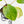 Homalomena Rubescens Aurea Variegated (wk36-L127)