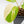 Homalomena Rubescens Aurea Variegated (wk36-L127)