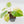 Homalomena Rubescens Aurea Variegated (wk36-L127)