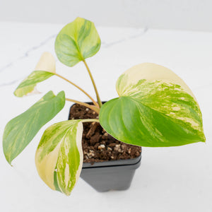 Homalomena Rubescens Aurea Variegated (wk36-L127)