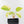 Homalomena Rubescens Aurea Variegated (wk36-L127)