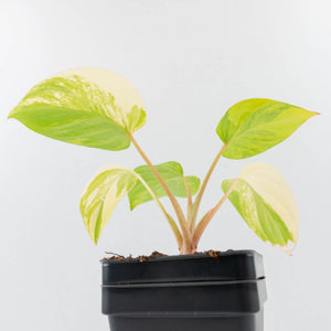 Homalomena Rubescens Aurea Variegated (wk36-L127)