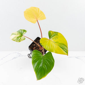 Homalomena Rubescens Aurea Variegated (wk25-C)