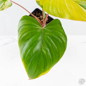 Homalomena Rubescens Aurea Variegated (wk25-C)
