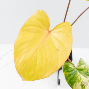 Homalomena Rubescens Aurea Variegated (wk25-C)