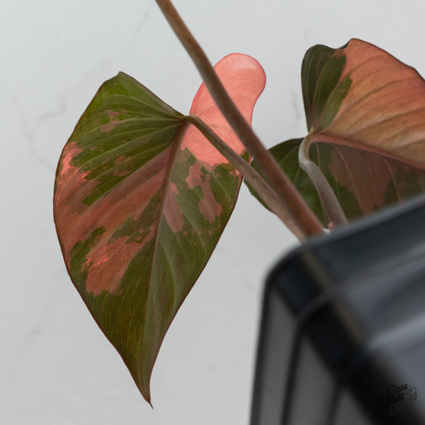 Homalomena cf. Aromatica (Spreng.) Variegated 'Pink Diamond' (wk35-C)