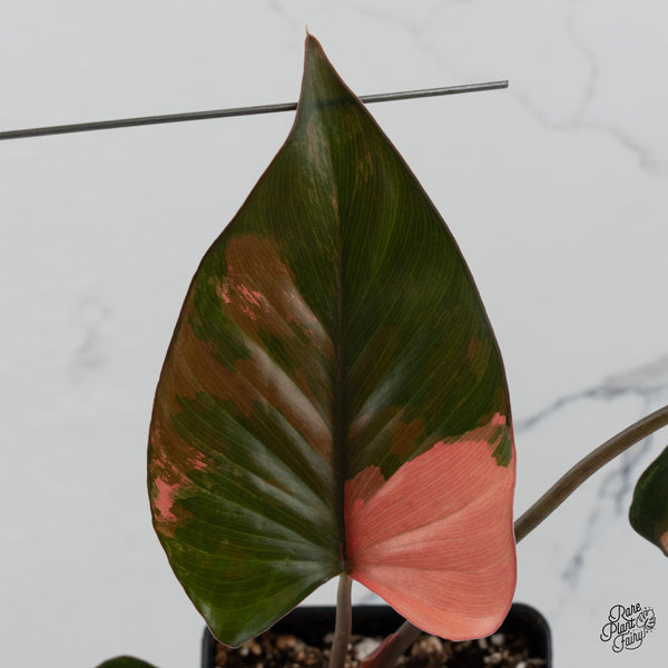 Homalomena cf. Aromatica (Spreng.) Variegated 'Pink Diamond' (wk35-C)