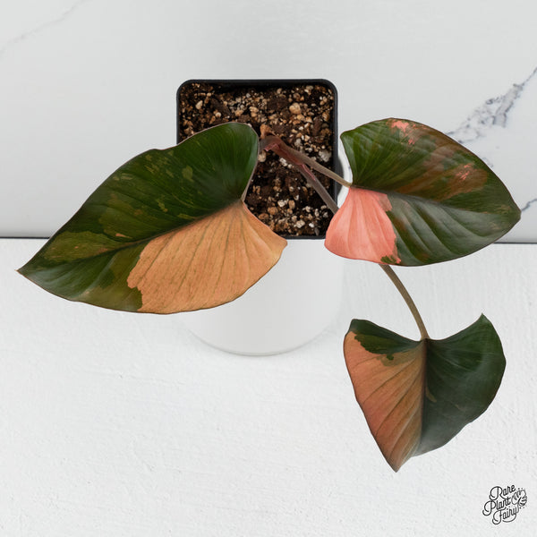 Homalomena cf. Aromatica (Spreng.) Variegated 'Pink Diamond' (wk35-C)
