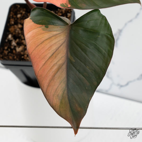 Homalomena cf. Aromatica (Spreng.) Variegated 'Pink Diamond' (wk35-C)