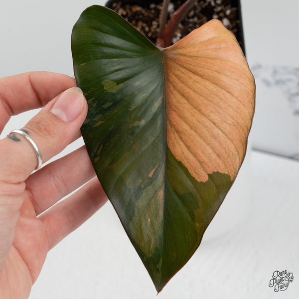 Homalomena cf. Aromatica (Spreng.) Variegated 'Pink Diamond' (wk35-C)