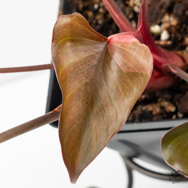 Homalomena cf. Aromatica (Spreng.) Variegated 'Pink Diamond' (wk48-B)