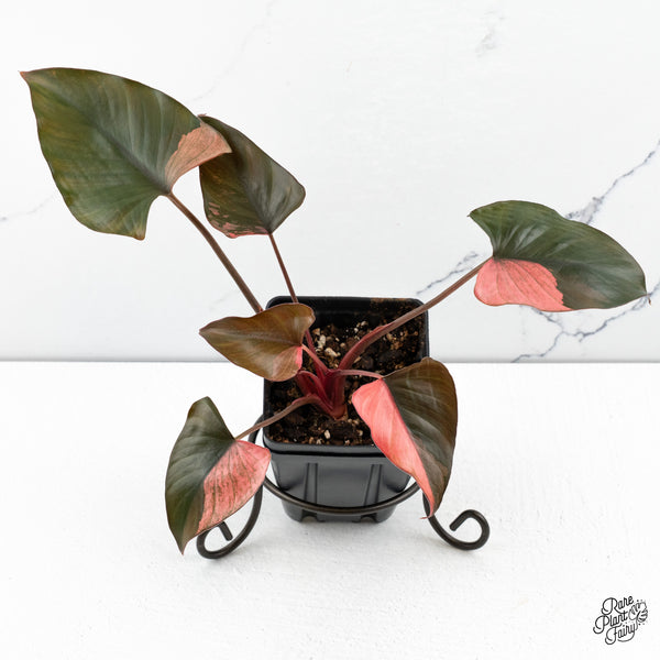 Homalomena cf. Aromatica (Spreng.) Variegated 'Pink Diamond' (wk48-B)