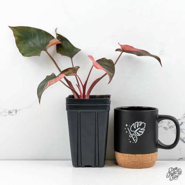 Homalomena cf. Aromatica (Spreng.) Variegated 'Pink Diamond' (wk48-B)