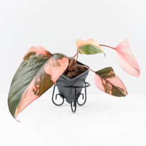 Homalomena cf. Aromatica (Spreng.) Variegated 'Pink Diamond' (wk30-N)