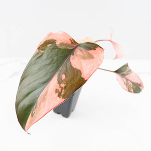 Homalomena cf. Aromatica (Spreng.) Variegated 'Pink Diamond' (wk30-N)