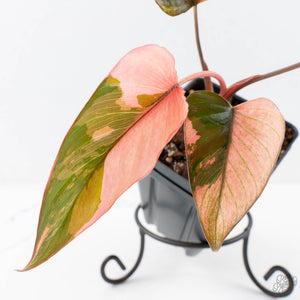 Homalomena cf. Aromatica (Spreng.) Variegated 'Pink Diamond' (wk26-G)