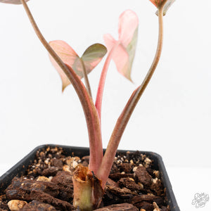 Homalomena cf. Aromatica (Spreng.) Variegated 'Pink Diamond' (wk26-G)