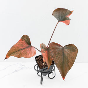 Homalomena cf. Aromatica (Spreng.) Variegated 'Pink Diamond' (wk31-U)