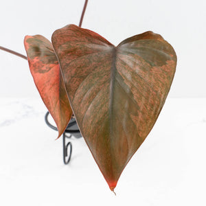 Homalomena cf. Aromatica (Spreng.) Variegated 'Pink Diamond' (wk31-U)