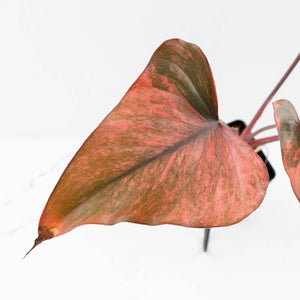 Homalomena cf. Aromatica (Spreng.) Variegated 'Pink Diamond' (wk31-U)