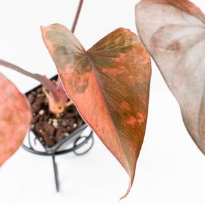 Homalomena cf. Aromatica (Spreng.) Variegated 'Pink Diamond' (wk31-U)