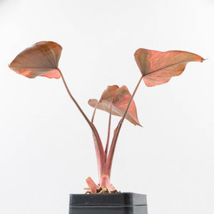 Homalomena cf. Aromatica (Spreng.) Variegated 'Pink Diamond' (wk31-U)