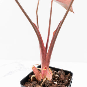 Homalomena cf. Aromatica (Spreng.) Variegated 'Pink Diamond' (wk31-U)