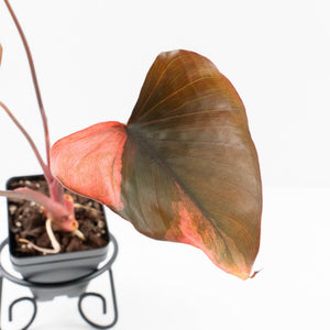 Homalomena cf. Aromatica (Spreng.) Variegated 'Pink Diamond' (wk31-U)