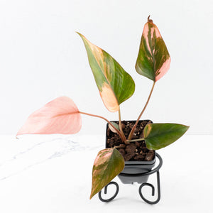 Homalomena cf. Aromatica (Spreng.) Variegated 'Pink Diamond' (wk35-L218)