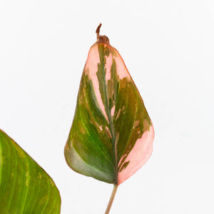 Homalomena cf. Aromatica (Spreng.) Variegated 'Pink Diamond' (wk35-L218)