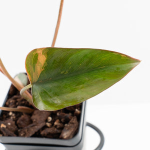 Homalomena cf. Aromatica (Spreng.) Variegated 'Pink Diamond' (wk35-L218)