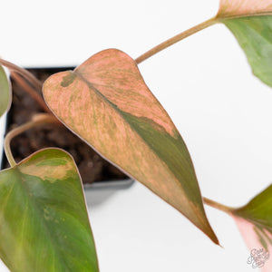 Homalomena cf. Aromatica (Spreng.) Variegated 'Pink Diamond' (wk42-L218)