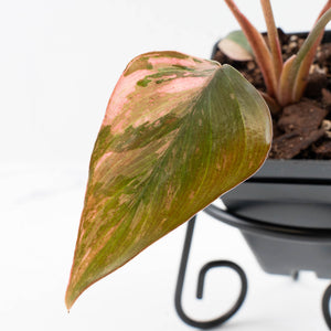 Homalomena cf. Aromatica (Spreng.) Variegated 'Pink Diamond' (wk35-L218)