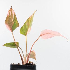 Homalomena cf. Aromatica (Spreng.) Variegated 'Pink Diamond' (wk35-L218)