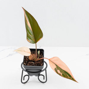 Homalomena cf. Aromatica (Spreng.) Variegated 'Pink Diamond' (wk35-L219)