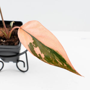Homalomena cf. Aromatica (Spreng.) Variegated 'Pink Diamond' (wk35-L219)