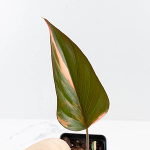 Homalomena cf. Aromatica (Spreng.) Variegated 'Pink Diamond' (wk35-L219)