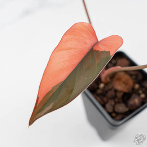 Homalomena cf. Aromatica (Spreng.) Variegated 'Pink Diamond' (wk42-L219)