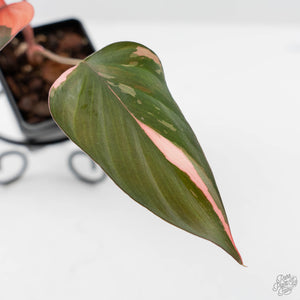 Homalomena cf. Aromatica (Spreng.) Variegated 'Pink Diamond' (wk42-L219)