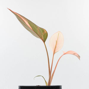 Homalomena cf. Aromatica (Spreng.) Variegated 'Pink Diamond' (wk35-L219)