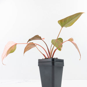 Homalomena cf. Aromatica (Spreng.) Variegated 'Pink Diamond' (wk35-L220)