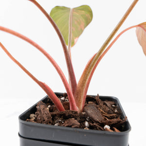 Homalomena cf. Aromatica (Spreng.) Variegated 'Pink Diamond' (wk35-L220)